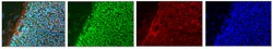 MilliporeSigma anti-SOX2; Polyclonal; (Chemicon ) 100&mu;g; Unlabeled:Antibodies,